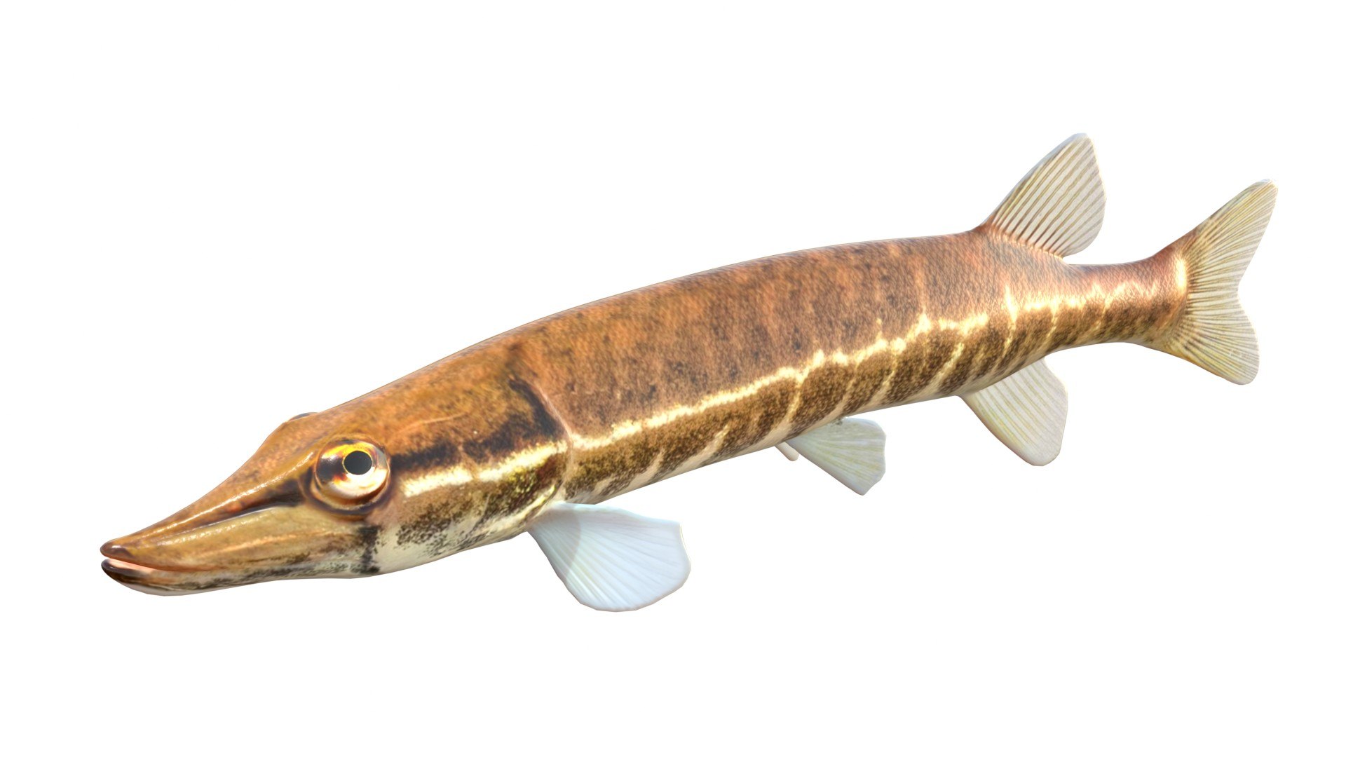3D 50 Fish Sea Creatures Collection https://p.turbosquid.com/ts-thumb/4M/BKx2X5/8Y/redfinpickerel/jpg/1776662124/1920x1080/fit_q87/fad6ff2f0e14fb965e43794b0452d710cfb6c0d0/redfinpickerel.jpg