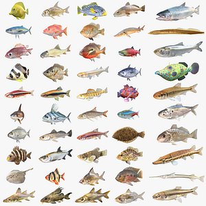 3D 50 Fish Sea Creatures Collection