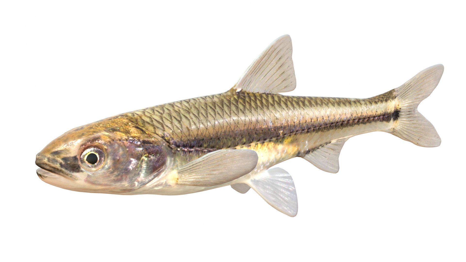 3D 50 Fish Sea Creatures Collection https://p.turbosquid.com/ts-thumb/4M/BKx2X5/HV/weedshiner/jpg/1776662147/1920x1080/fit_q87/adc765bc682818ddcf938e44f323b48c5c334006/weedshiner.jpg
