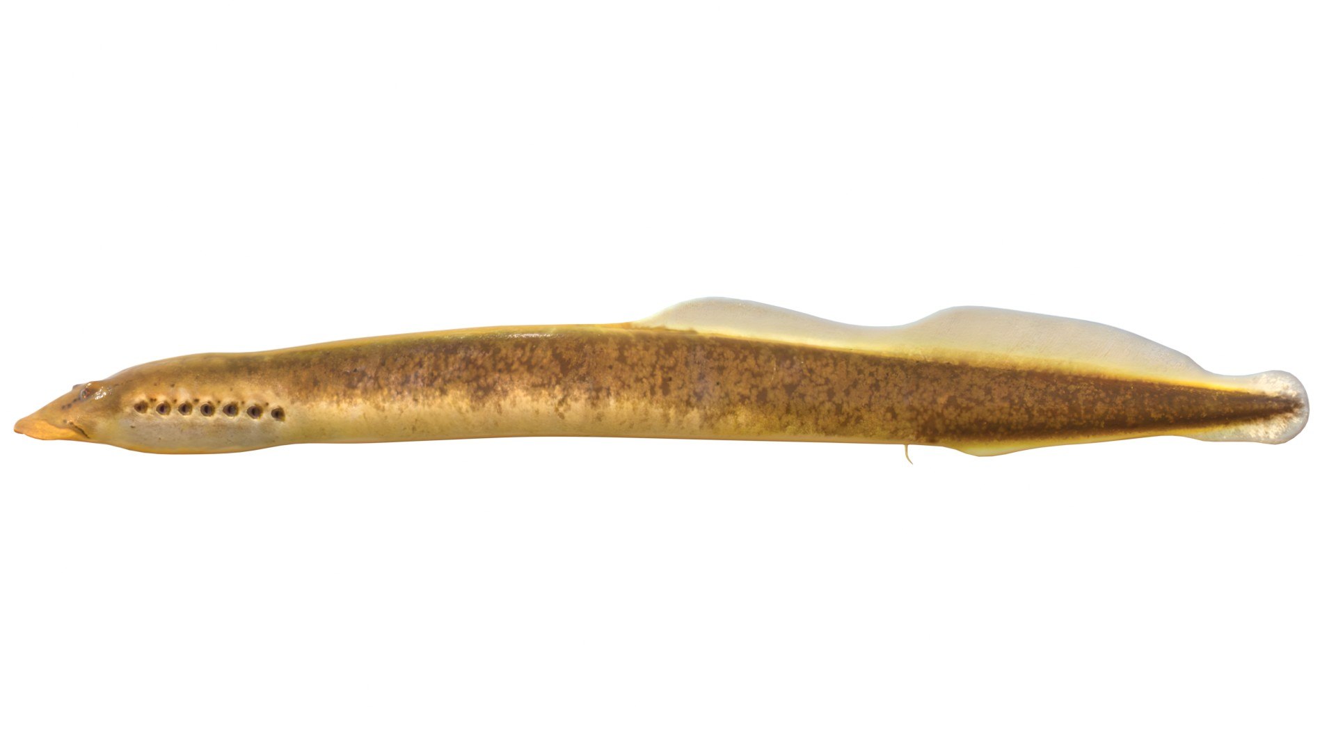 3D 50 Fish Sea Creatures Collection https://p.turbosquid.com/ts-thumb/4M/BKx2X5/I2/southernbrooklamprey/jpg/1776662133/1920x1080/fit_q87/75a6f9921f864a7f10e2ffe26600bc574a60db1d/southernbrooklamprey.jpg