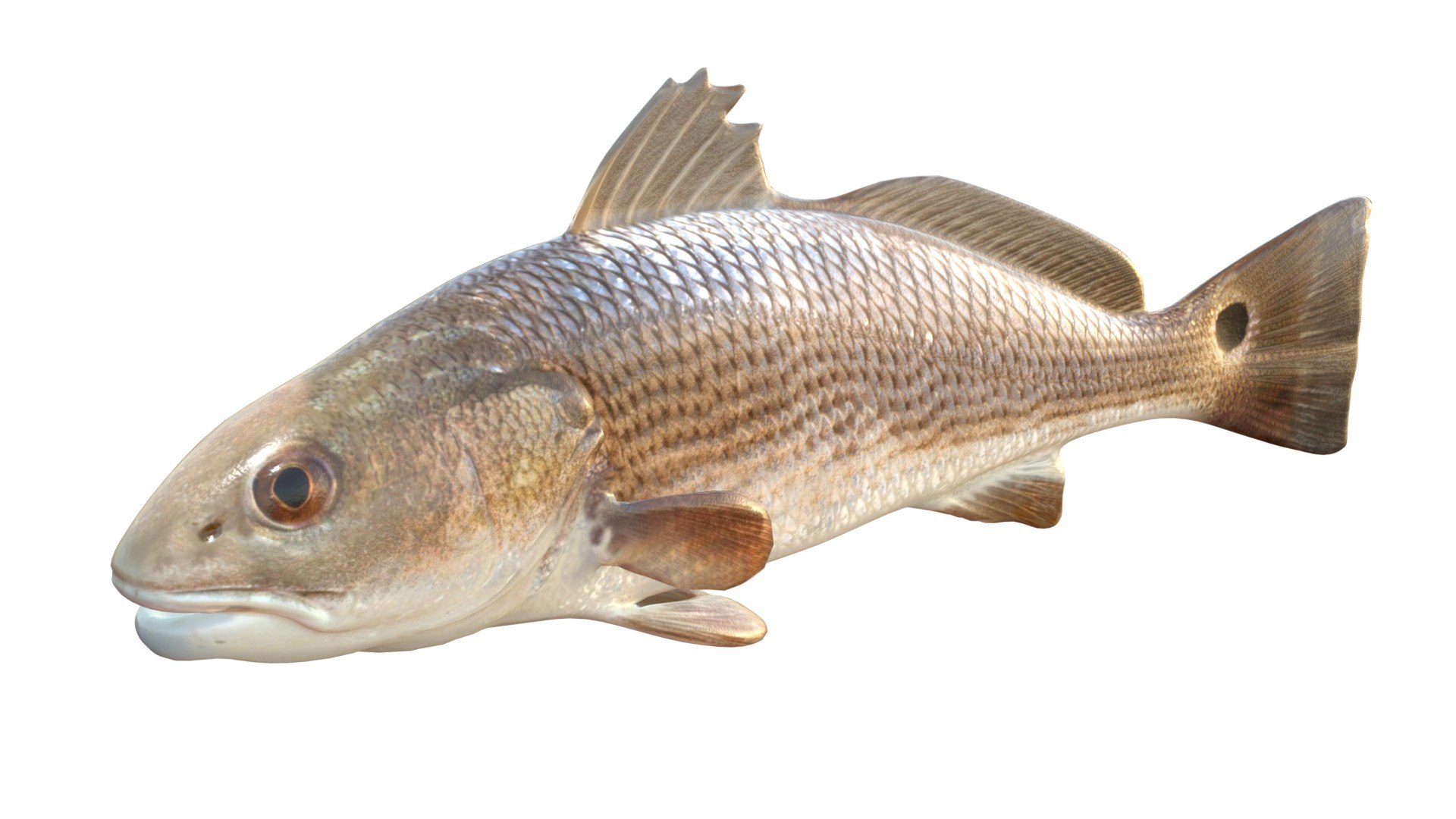 3D 50 Fish Sea Creatures Collection https://p.turbosquid.com/ts-thumb/4M/BKx2X5/JQ/reddrum/jpg/1776662121/1920x1080/fit_q87/cdc771c488b4eb9cbfefe20faa1d278a81369186/reddrum.jpg