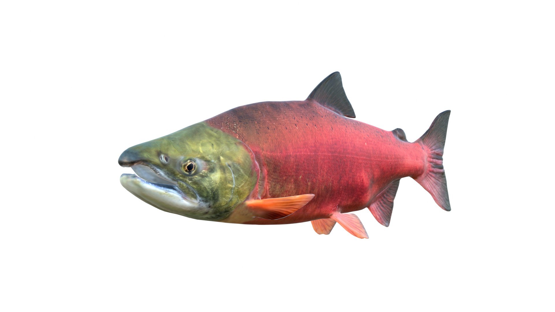 3D 50 Fish Sea Creatures Collection https://p.turbosquid.com/ts-thumb/4M/BKx2X5/NH/sockeyesalmon/jpg/1776662133/1920x1080/fit_q87/8817b5eb56340730b9618e8262ca65f2152d7b01/sockeyesalmon.jpg