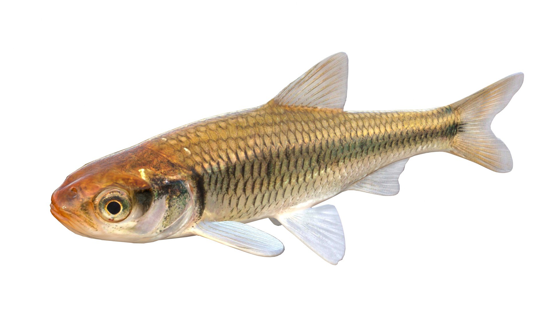 3D 50 Fish Sea Creatures Collection https://p.turbosquid.com/ts-thumb/4M/BKx2X5/O5/stripedshiner/jpg/1776662139/1920x1080/fit_q87/3c40df0131f514154530bc104f7bcbb971cc64ea/stripedshiner.jpg