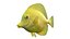 50种鱼类海洋生物合集