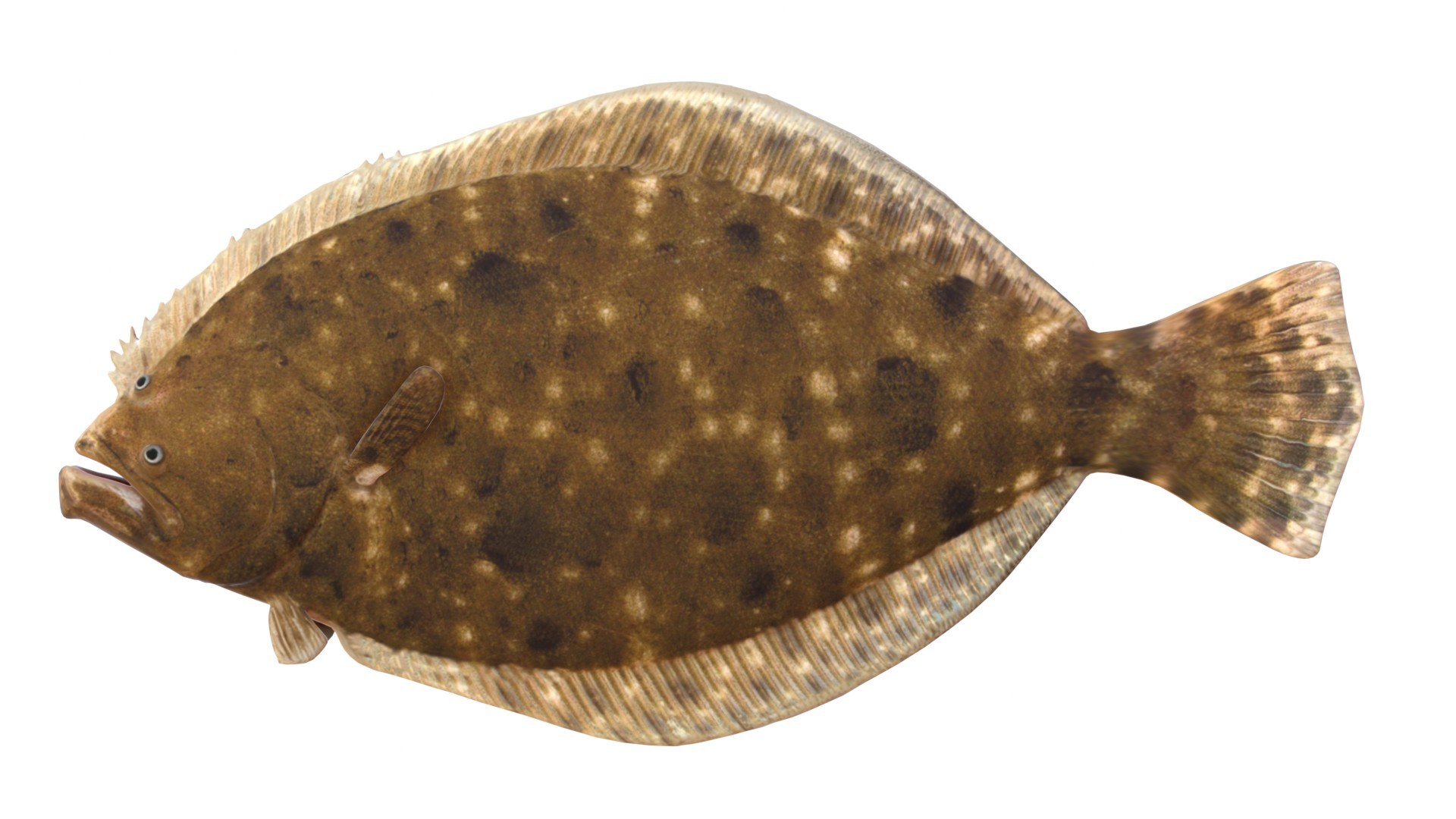 3D 50 Fish Sea Creatures Collection https://p.turbosquid.com/ts-thumb/4M/BKx2X5/cV/southernflounder/jpg/1776662134/1920x1080/fit_q87/d82b80056781a2e2a368f835e3e93a813605ff83/southernflounder.jpg