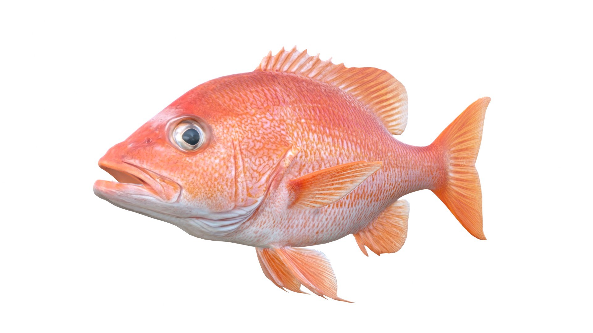 3D 50 Fish Sea Creatures Collection https://p.turbosquid.com/ts-thumb/4M/BKx2X5/dK/redsnapper/jpg/1776662123/1920x1080/fit_q87/931c729d79927e290be63680becfe9106c1c37fe/redsnapper.jpg