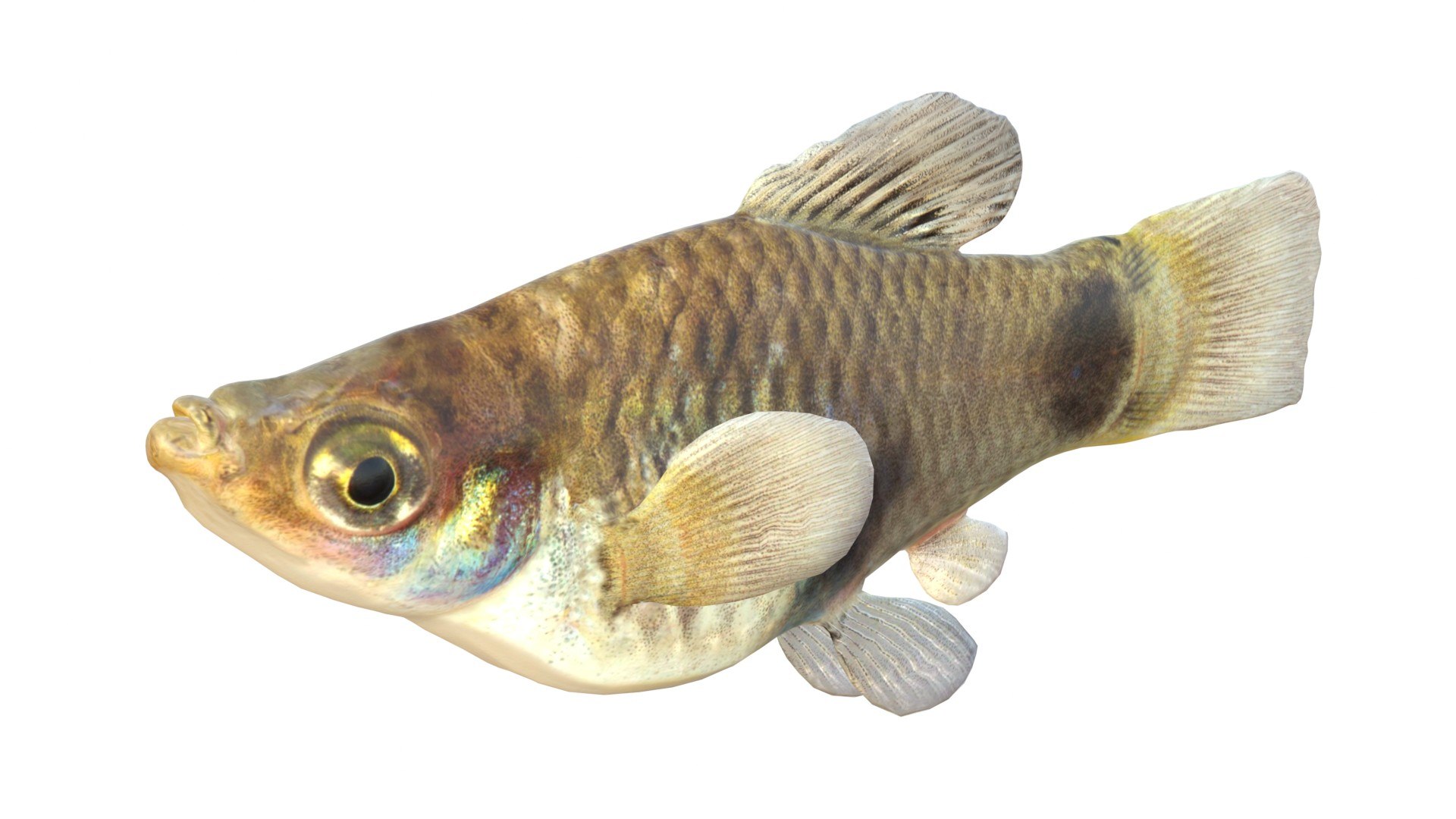 3D 50 Fish Sea Creatures Collection https://p.turbosquid.com/ts-thumb/4M/BKx2X5/fQ/southernplatyfish/jpg/1776662135/1920x1080/fit_q87/378f6262695636e69aa91a784b076aa49a0fe2a8/southernplatyfish.jpg