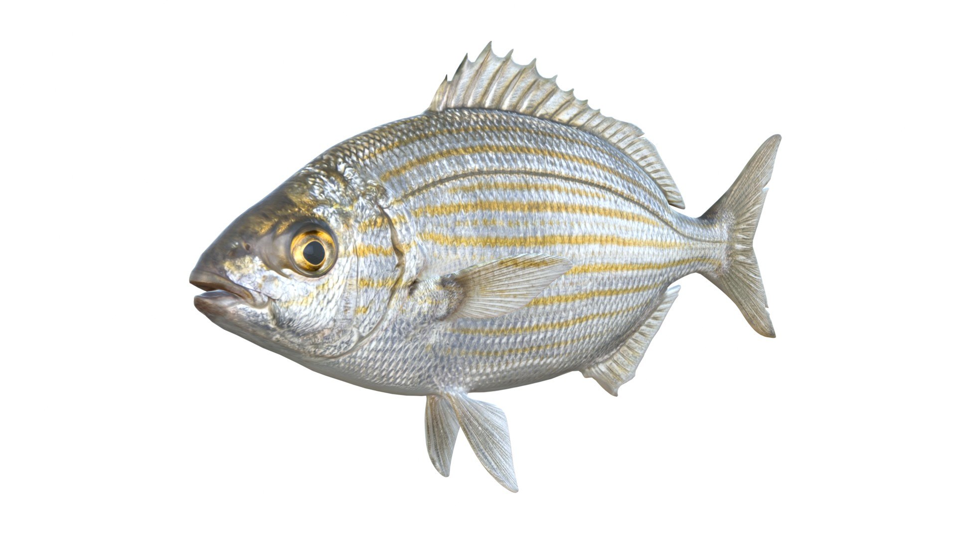 3D 50 Fish Sea Creatures Collection https://p.turbosquid.com/ts-thumb/4M/BKx2X5/hz/saupesarpafish/jpg/1776662129/1920x1080/fit_q87/7afc982177157b8d42efed31b90bffb41d0fcc89/saupesarpafish.jpg