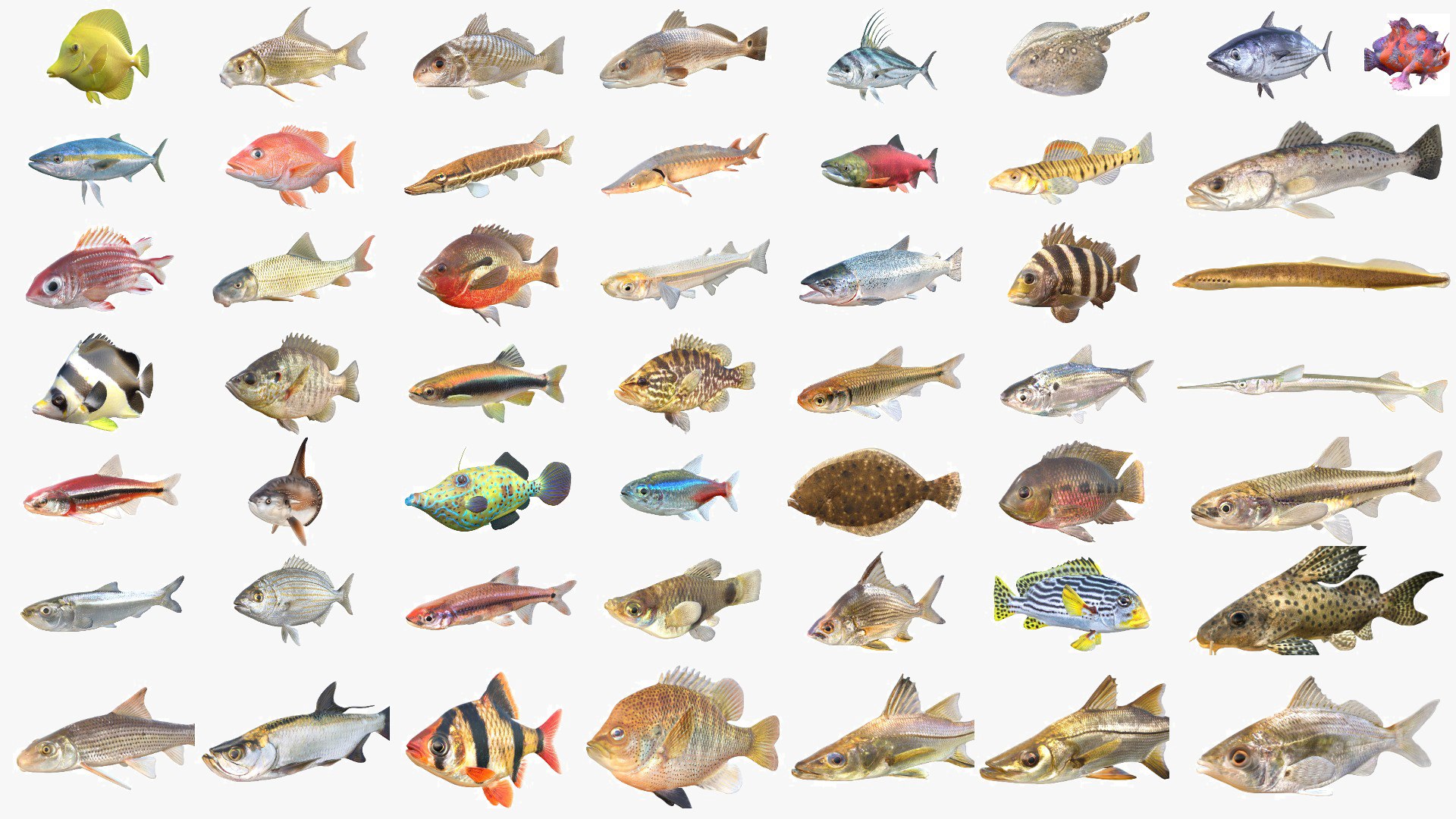 3D 50 Fish Sea Creatures Collection https://p.turbosquid.com/ts-thumb/4M/BKx2X5/jm/50v10cgt/jpg/1776662640/1920x1080/fit_q87/9d6640d76fecff1d918736d386f95eaa39d294d4/50v10cgt.jpg