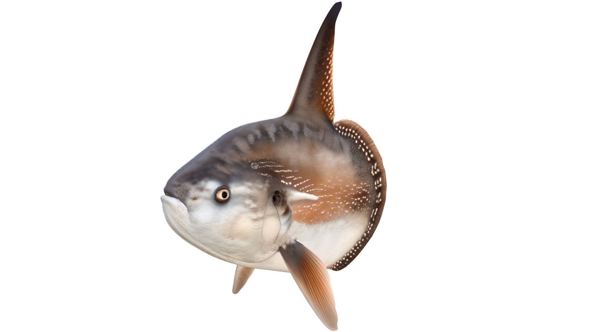3D 50 Fish Sea Creatures Collection https://p.turbosquid.com/ts-thumb/4M/BKx2X5/oP/sunfishmolamola/jpg/1776662140/1920x1080/fit_q87/9d757ce021241497d79e5c0e58ff2efd497001b0/sunfishmolamola.jpg