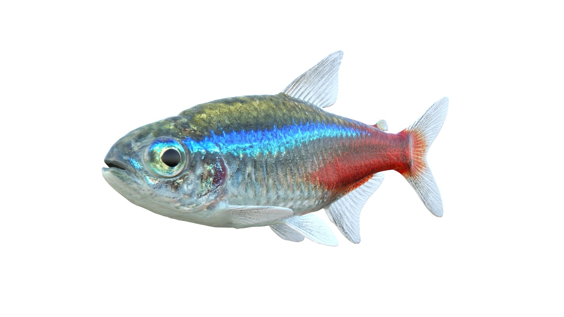 3D 50 Fish Sea Creatures Collection https://p.turbosquid.com/ts-thumb/4M/BKx2X5/ru/tetrafish/jpg/1776662143/1920x1080/fit_q87/bebd3aa00c3bfd3c343eafe021e90391b316e486/tetrafish.jpg