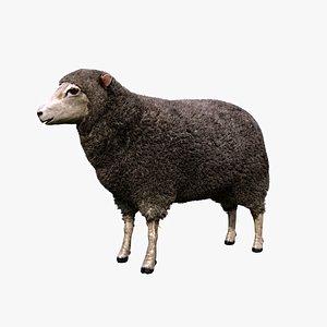 merino sheep animation model
