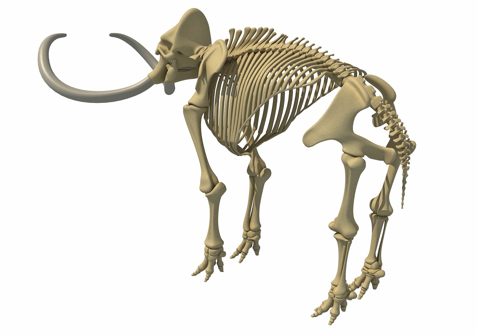 mammoth skeleton model https://p.turbosquid.com/ts-thumb/4M/DcnbEG/0uU2EI3X/mammothskeleton3/jpg/1513207914/1920x1080/fit_q87/fd35a85735fe02be31d3fea9fda3250ef3907219/mammothskeleton3.jpg