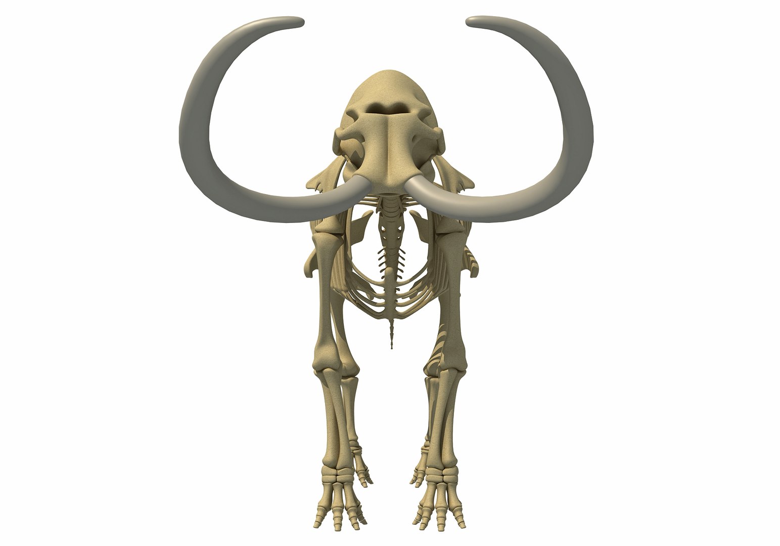mammoth skeleton model https://p.turbosquid.com/ts-thumb/4M/DcnbEG/4sRI0lc0/mammothskeleton9/jpg/1513207915/1920x1080/fit_q87/91e5a59136c8f7400fab3cfe61b3bce4ef3c673a/mammothskeleton9.jpg