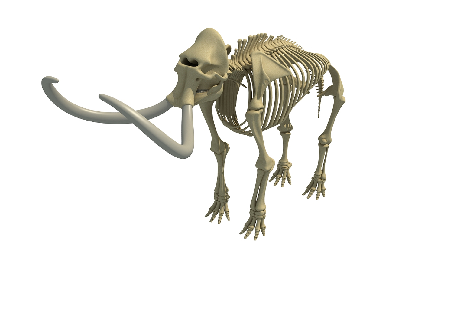 mammoth skeleton model https://p.turbosquid.com/ts-thumb/4M/DcnbEG/5MnCC8rH/mammoth/jpg/1513248513/1920x1080/turn_fit_q99/2ef3303d7a612c9265b76409ae4d2c5883a434a2/mammoth-1.jpg