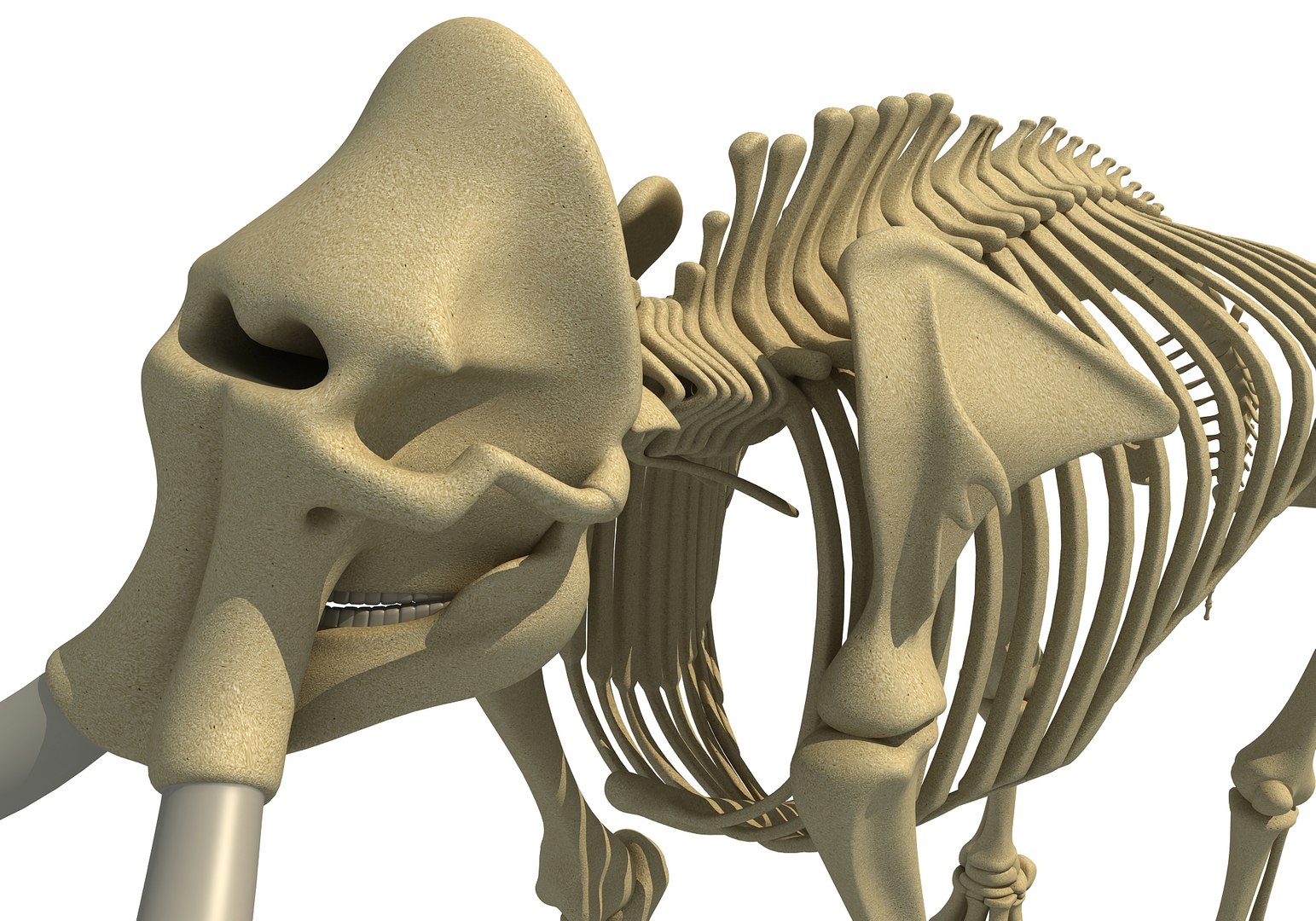 mammoth skeleton model https://p.turbosquid.com/ts-thumb/4M/DcnbEG/7zAW9KK5/mammothskeleton13/jpg/1513207915/1920x1080/fit_q87/82cf9e880eda797916004f44cf52454fb534e416/mammothskeleton13.jpg