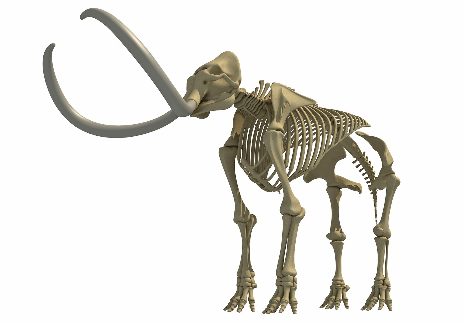 mammoth skeleton model https://p.turbosquid.com/ts-thumb/4M/DcnbEG/AghmL28E/mammothskeleton11/jpg/1513207915/1920x1080/fit_q87/a223696ef5f4d4a17628b58777903abdd97ec1a1/mammothskeleton11.jpg
