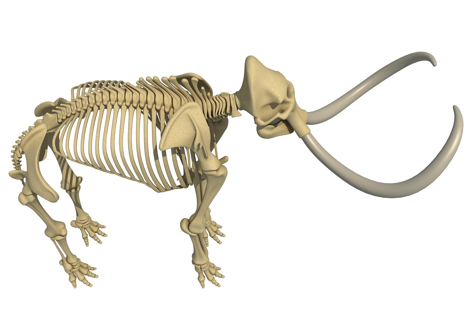 mammoth skeleton model https://p.turbosquid.com/ts-thumb/4M/DcnbEG/BQUh6K39/mammothskeleton6/jpg/1513207915/1920x1080/fit_q87/070d426f68cc56f822d5b44e4997b6fb5e058a18/mammothskeleton6.jpg