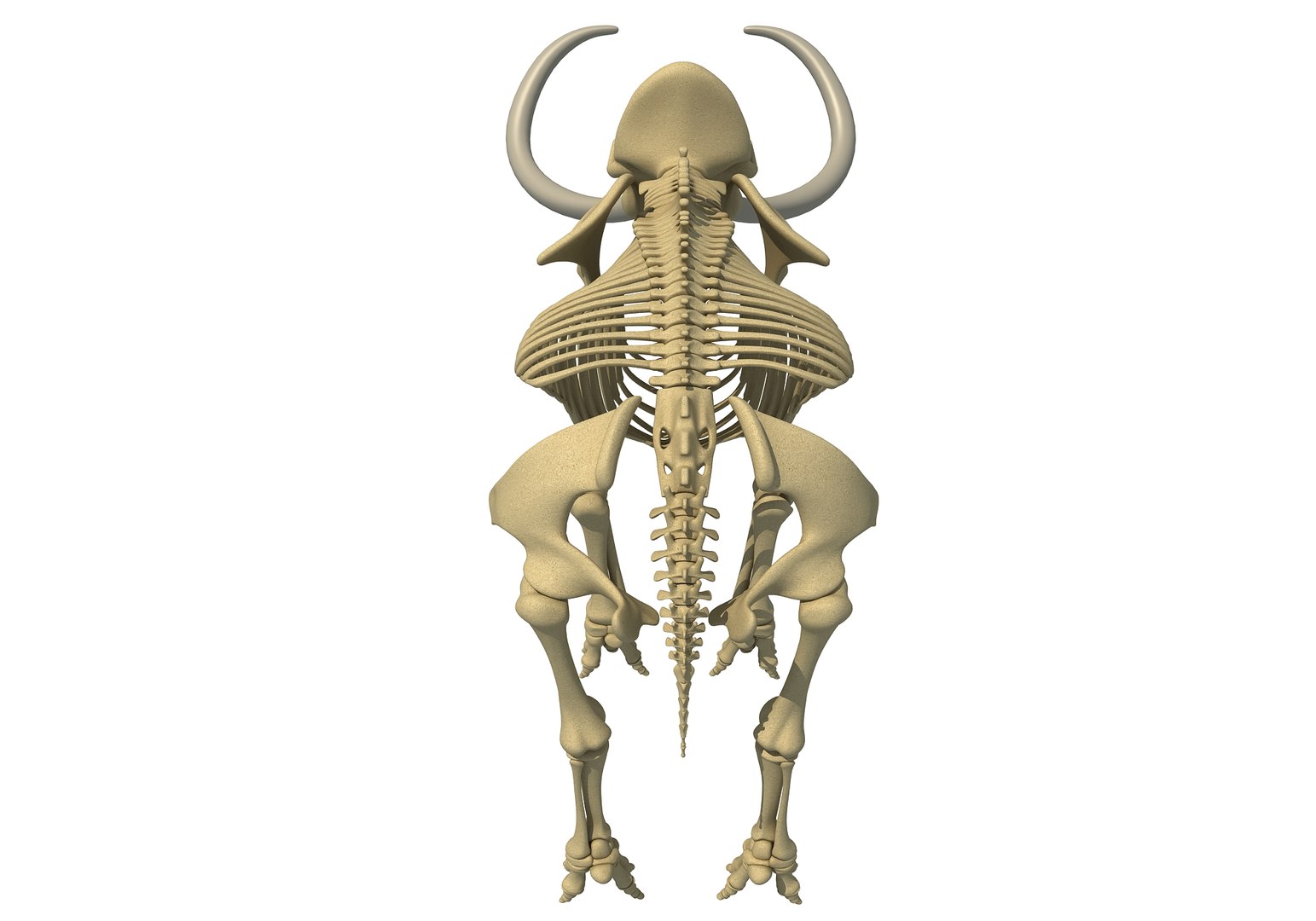 mammoth skeleton model https://p.turbosquid.com/ts-thumb/4M/DcnbEG/GWDEqWj6/mammothskeleton4/jpg/1513207914/1920x1080/fit_q87/3184f969eed696f7e9c4408555c2562cc22992d4/mammothskeleton4.jpg