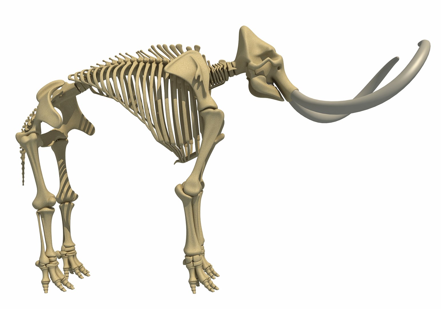 mammoth skeleton model https://p.turbosquid.com/ts-thumb/4M/DcnbEG/IfuM0e2i/mammothskeleton7/jpg/1513207915/1920x1080/fit_q87/150ef4753a97945b5cd1d49e340e151b6b71b707/mammothskeleton7.jpg