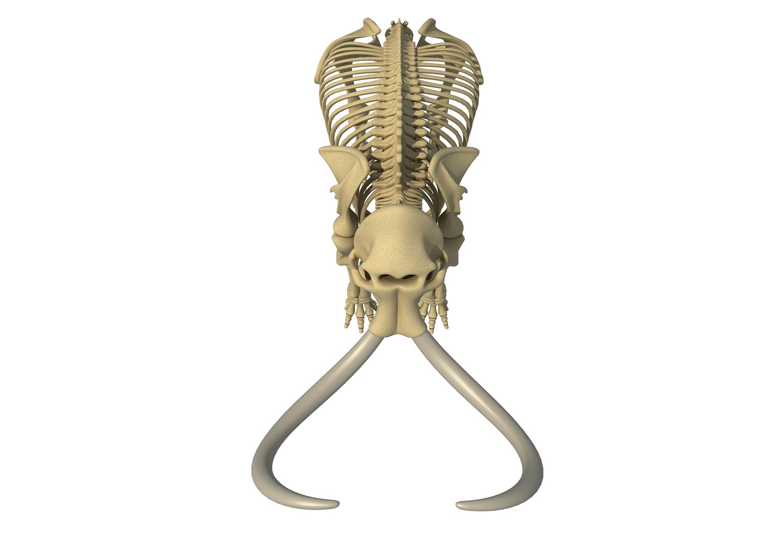 mammoth skeleton model https://p.turbosquid.com/ts-thumb/4M/DcnbEG/LSeCbKtE/mammothskeleton10/jpg/1513207915/1920x1080/fit_q87/e5a60c9a69264d7f83a2353e8ec9c34446d332aa/mammothskeleton10.jpg