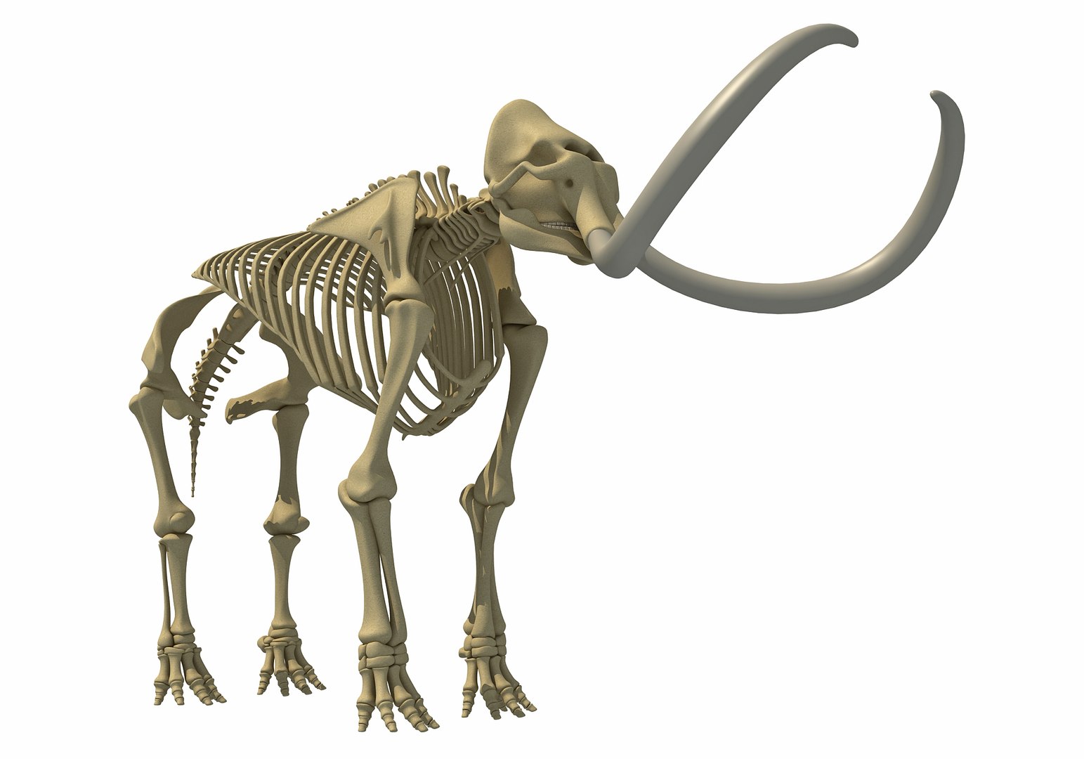 mammoth skeleton model https://p.turbosquid.com/ts-thumb/4M/DcnbEG/O12JXIfC/mammothskeleton8/jpg/1513207915/1920x1080/fit_q87/0fe79ee7cc18c987fa4279f2cd5677592e46e282/mammothskeleton8.jpg