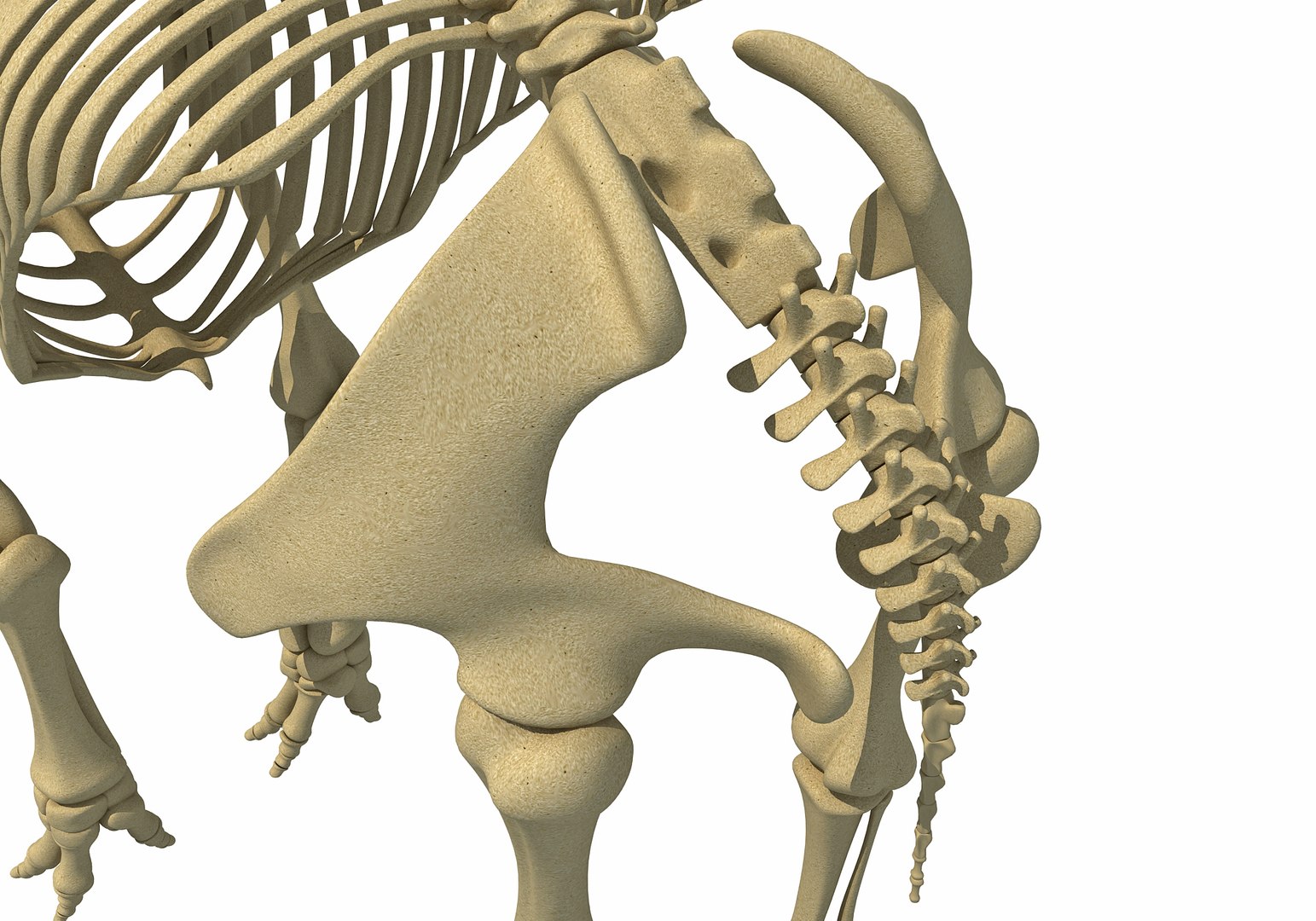 mammoth skeleton model https://p.turbosquid.com/ts-thumb/4M/DcnbEG/OQYYzAL3/mammoth3dmodel2/jpg/1513208657/1920x1080/fit_q87/7b7a9d6b5f7afd8b91652d705f756343afaeb712/mammoth3dmodel2.jpg
