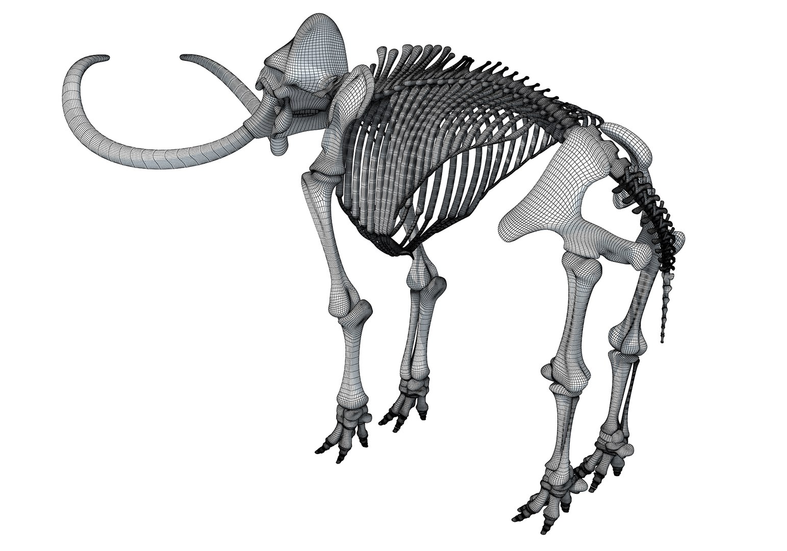 mammoth skeleton model https://p.turbosquid.com/ts-thumb/4M/DcnbEG/gsnG7A4o/3danimals0002/jpg/1513210290/1920x1080/fit_q87/eb5fe27257d3d3343f3088d90023e015893cf801/3danimals0002.jpg