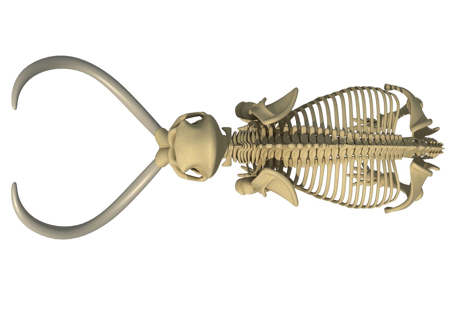 mammoth skeleton model https://p.turbosquid.com/ts-thumb/4M/DcnbEG/o4l2ozGV/3dmodels/jpg/1513208752/1920x1080/fit_q87/81928cbcbdb9392429ab8a0cc99bbafe2a650d02/3dmodels.jpg