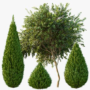 3D model AV Juniperus chinensis Spartan and Big Joy Perfume Orange Michelia Champaca