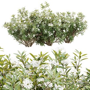 3D model Nerium Oleander Collection Vol 376
