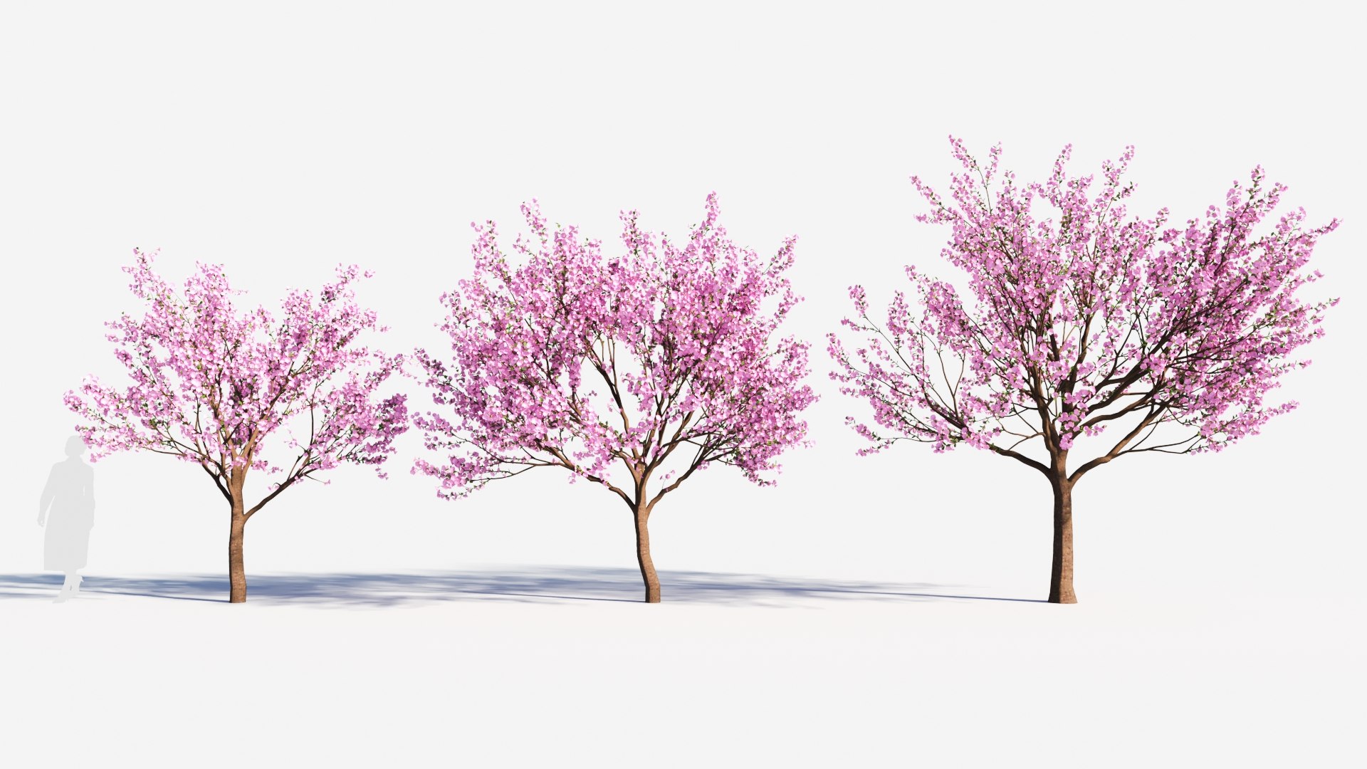 Cerasus Tree B 3D Model - TurboSquid 2119124