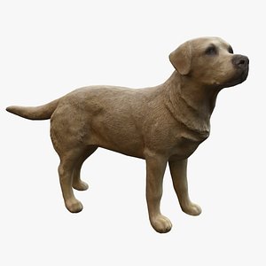 Labrador 3D model