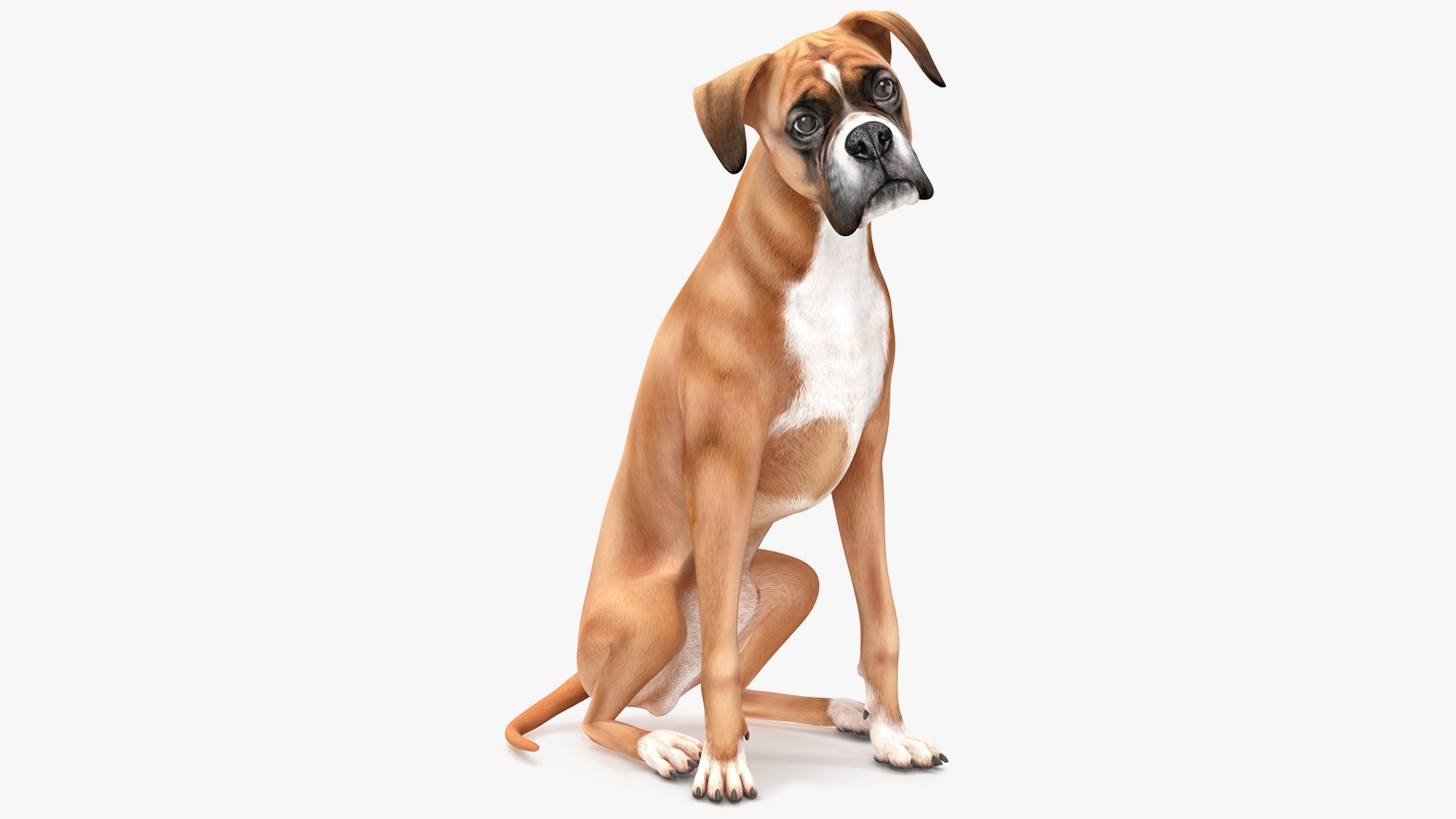 Sitting Dog Boxer for Print 3D model preview