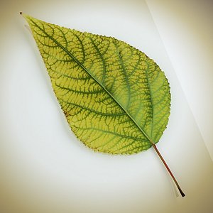 3ds max autumn leaf