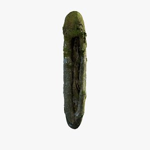 Anydrafts Magnolia officinalis Burl 04