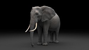 3D African Elephant Realistic model