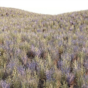 3D Low poly wild grass collection vol 201