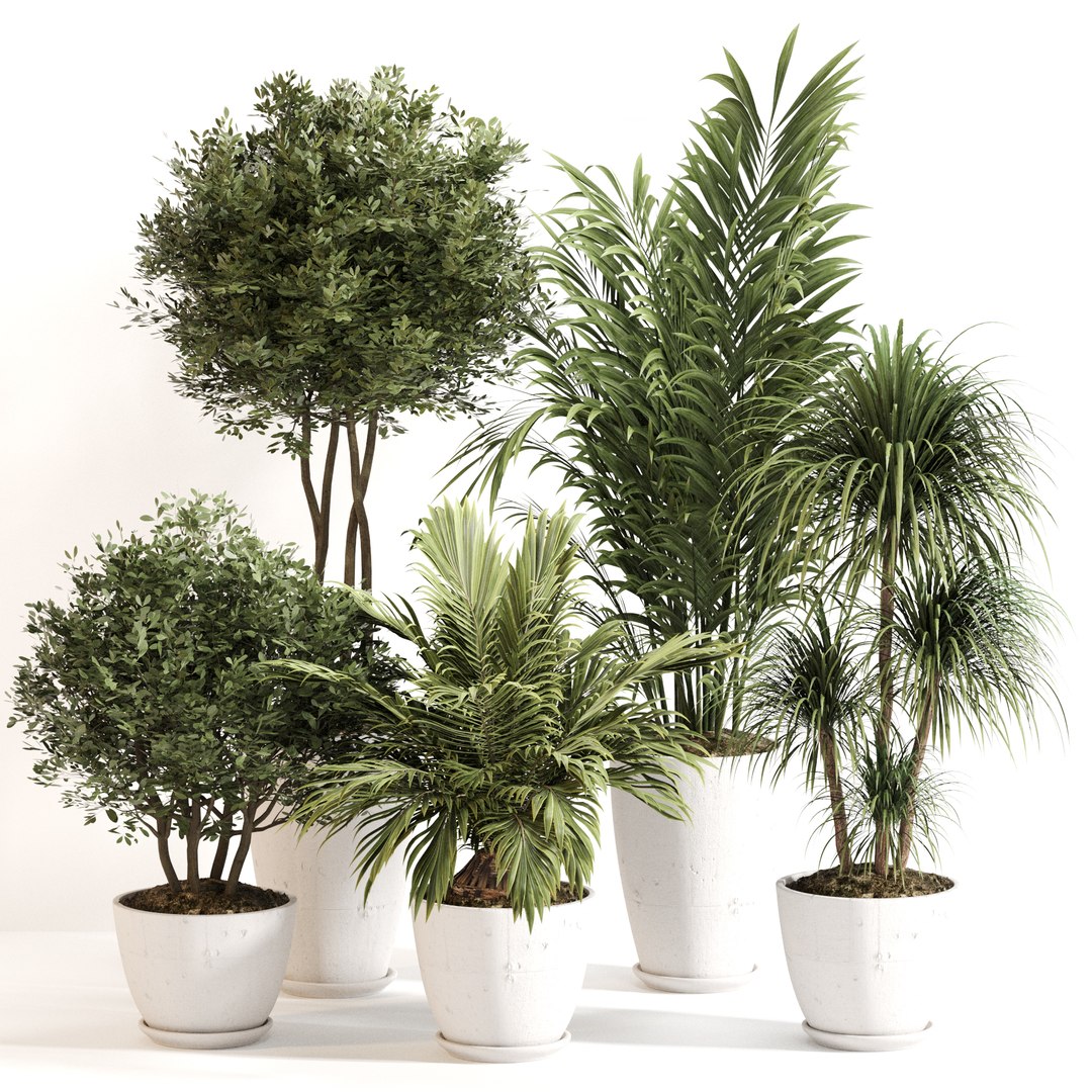 3D model Indoor Plant Set 0144 https://p.turbosquid.com/ts-thumb/4M/g2iodp/CR/6/jpg/1730198153/1920x1080/fit_q87/a27f23deb5f53cb2a85fea380d4e5ae5bf27e2d5/6.jpg