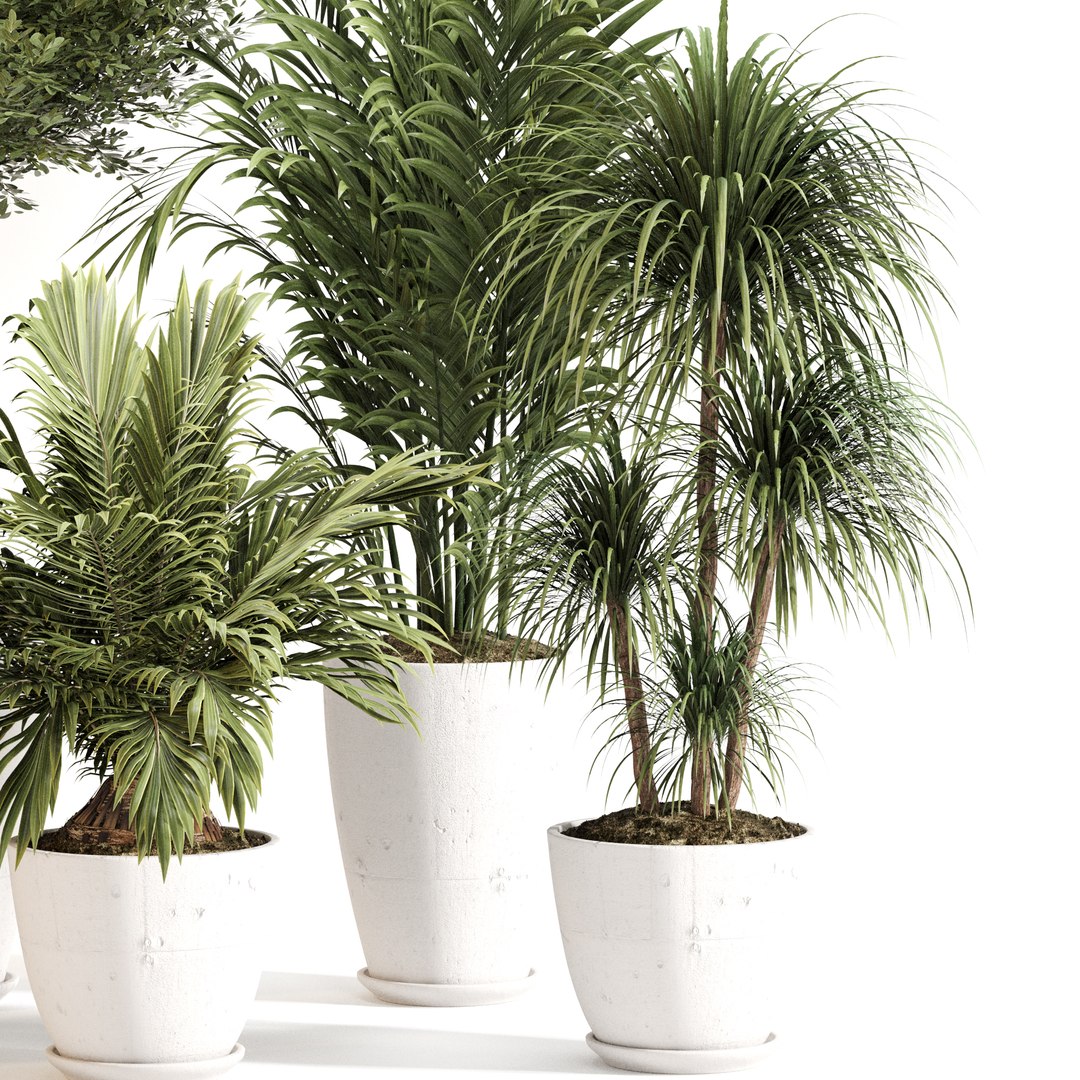 3D model Indoor Plant Set 0144 https://p.turbosquid.com/ts-thumb/4M/g2iodp/Im/3/jpg/1730197489/1920x1080/fit_q87/b8889904f19820aceafc3206c6d894c6f337e13e/3.jpg