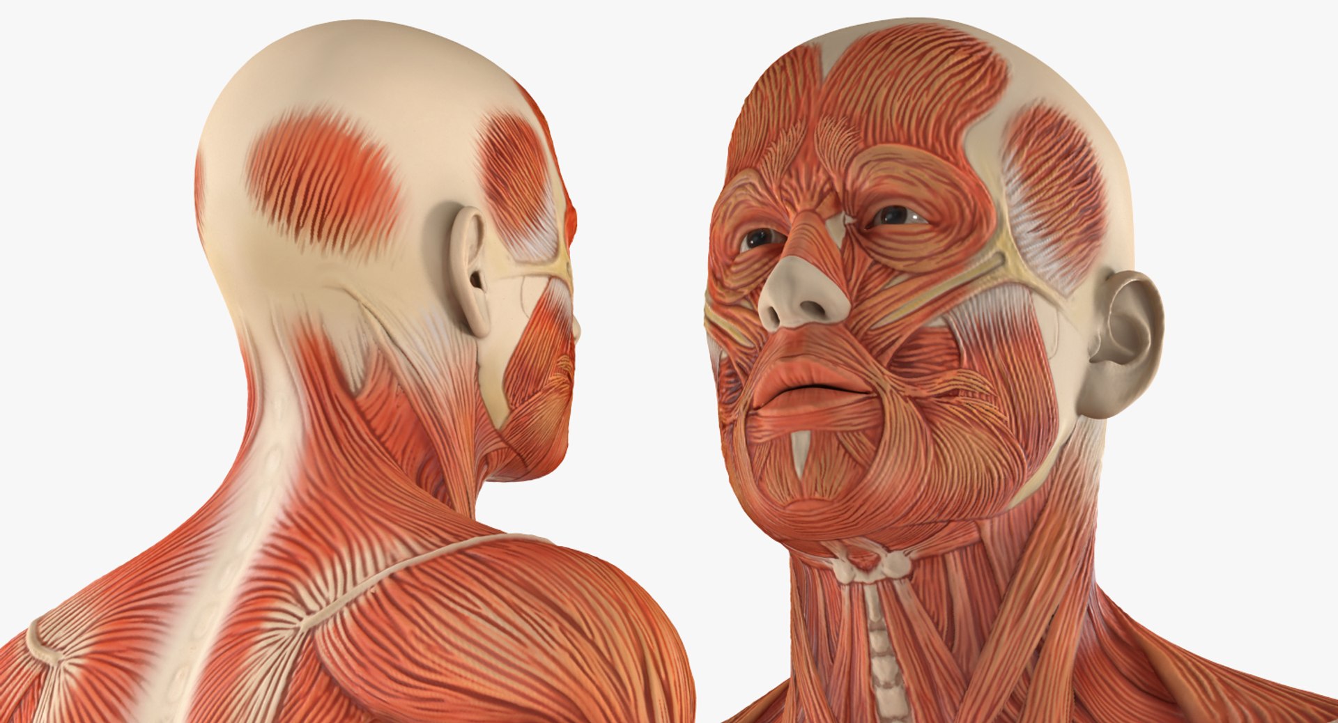 anatomy male muscular rigged model https://p.turbosquid.com/ts-thumb/4M/i52O2d/78RzKg0e/anatomymalemuscularsystemriggedmb3dmodel021/jpg/1514037648/1920x1080/fit_q87/280f2e622652753d6e796cbf3045aba8f8e09628/anatomymalemuscularsystemriggedmb3dmodel021.jpg