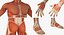 Anatomía del sistema muscular masculino masculino para cine 4D