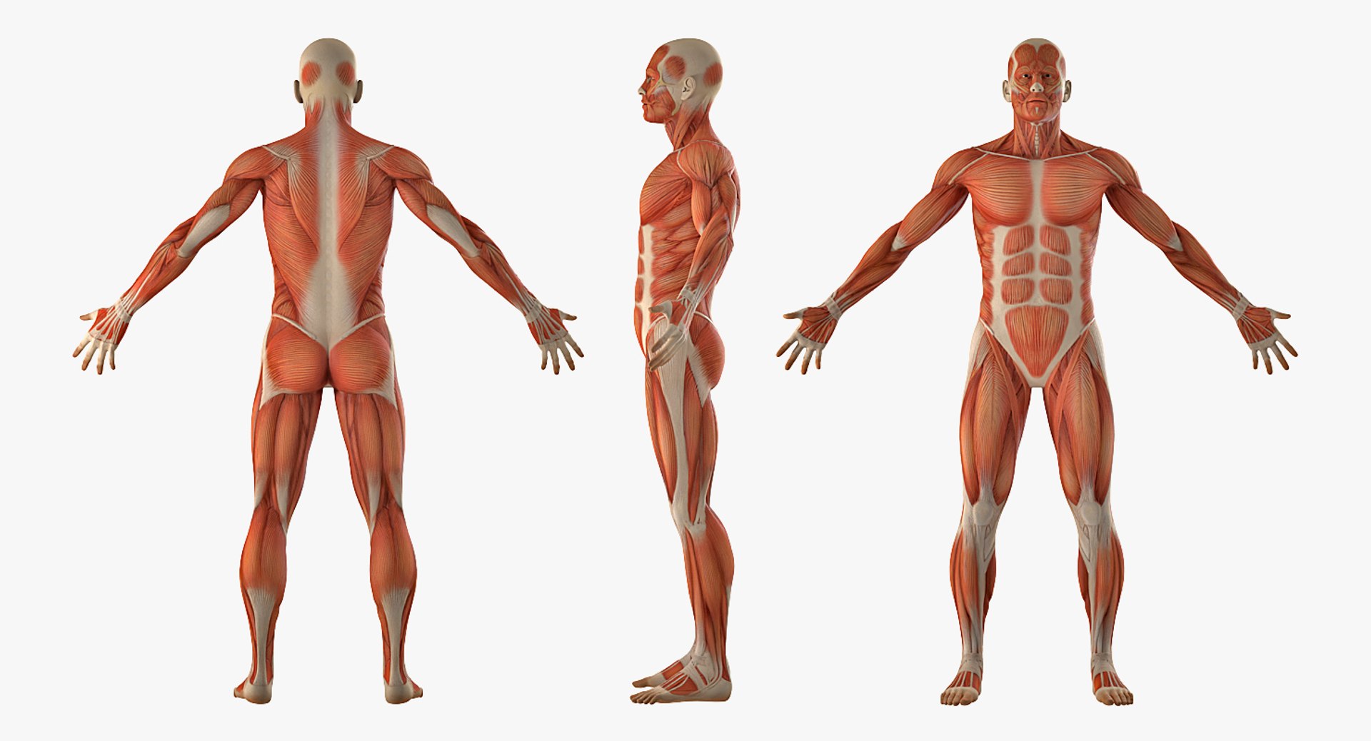 anatomy male muscular rigged model https://p.turbosquid.com/ts-thumb/4M/i52O2d/7xvwrWjw/anatomymalemuscularsystemriggedmb3dmodel003/jpg/1514037647/1920x1080/fit_q87/def9a8155c186e4da748976df0642cfb40cb70d0/anatomymalemuscularsystemriggedmb3dmodel003.jpg