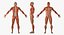 Anatomía del sistema muscular masculino masculino para cine 4D