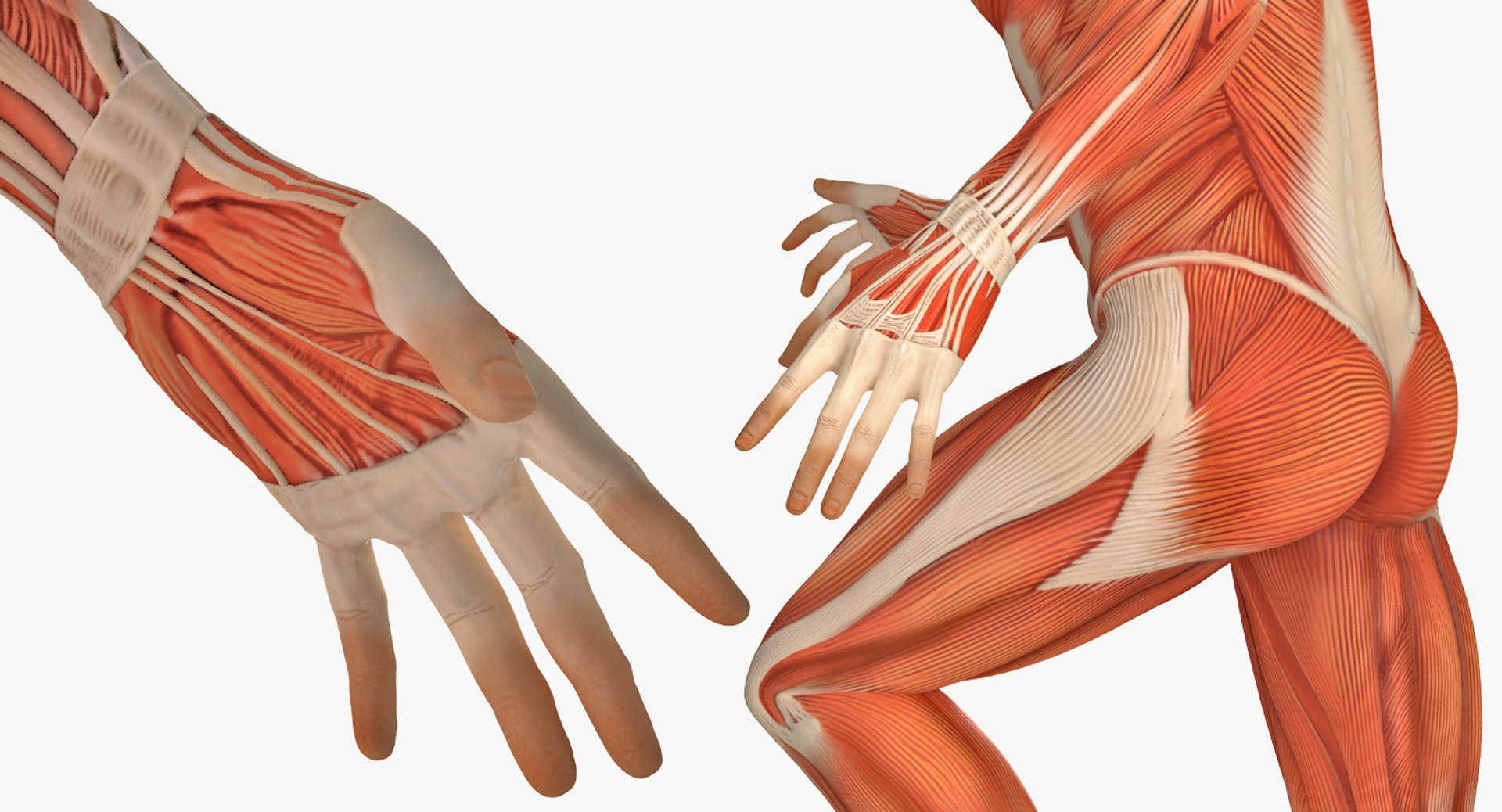 anatomy male muscular rigged model https://p.turbosquid.com/ts-thumb/4M/i52O2d/BjtT5tzy/anatomymalemuscularsystemriggedmb3dmodel018/jpg/1514037648/1920x1080/fit_q87/96b10147d540065c88601e73ec71b77e3472d467/anatomymalemuscularsystemriggedmb3dmodel018.jpg