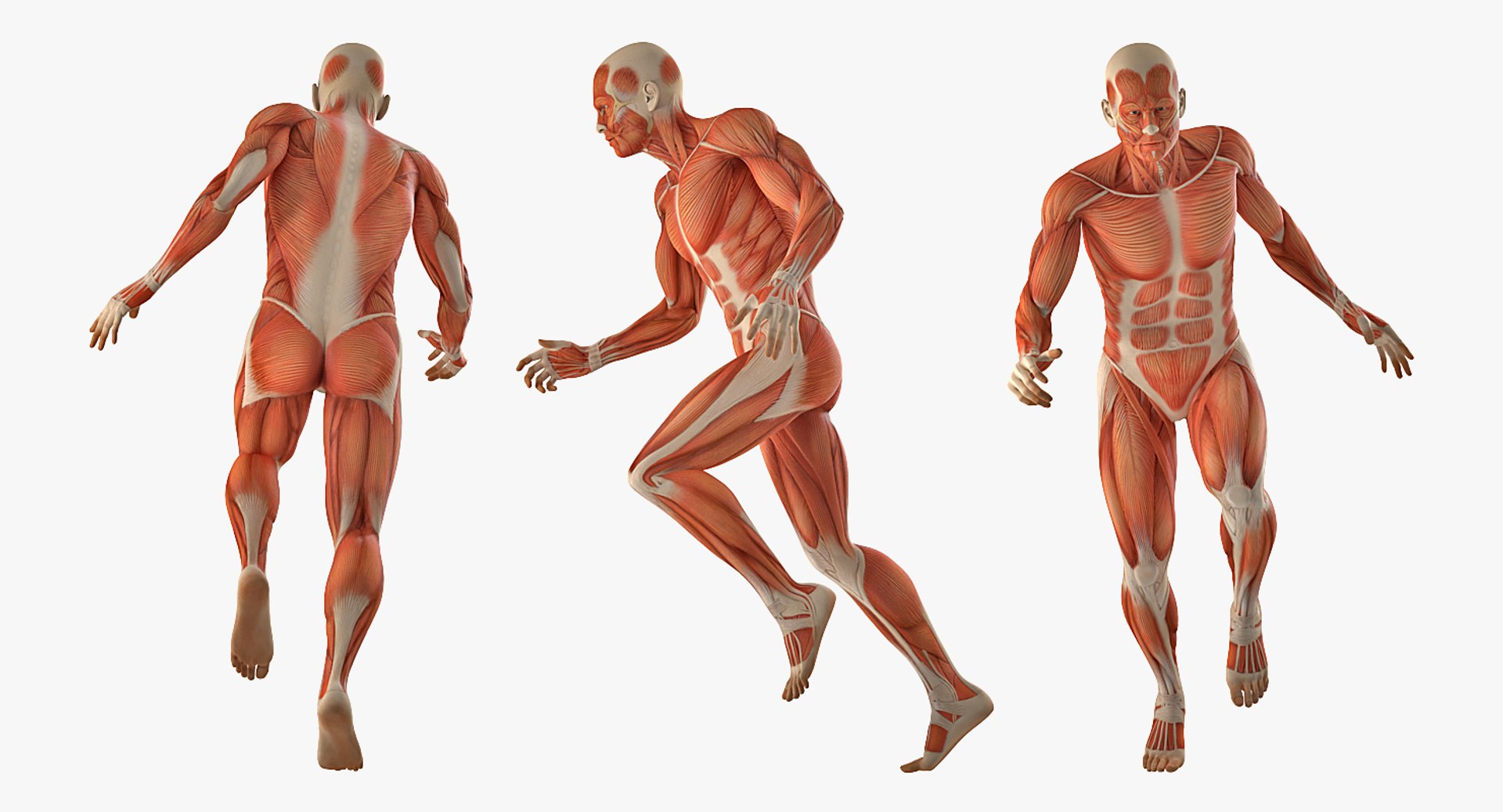 anatomy male muscular rigged model https://p.turbosquid.com/ts-thumb/4M/i52O2d/GSZqWC3y/anatomymalemuscularsystemriggedmb3dmodel006/jpg/1514037647/1920x1080/fit_q87/81a14947a7cec5b170611447ae16bf03bc382a71/anatomymalemuscularsystemriggedmb3dmodel006.jpg
