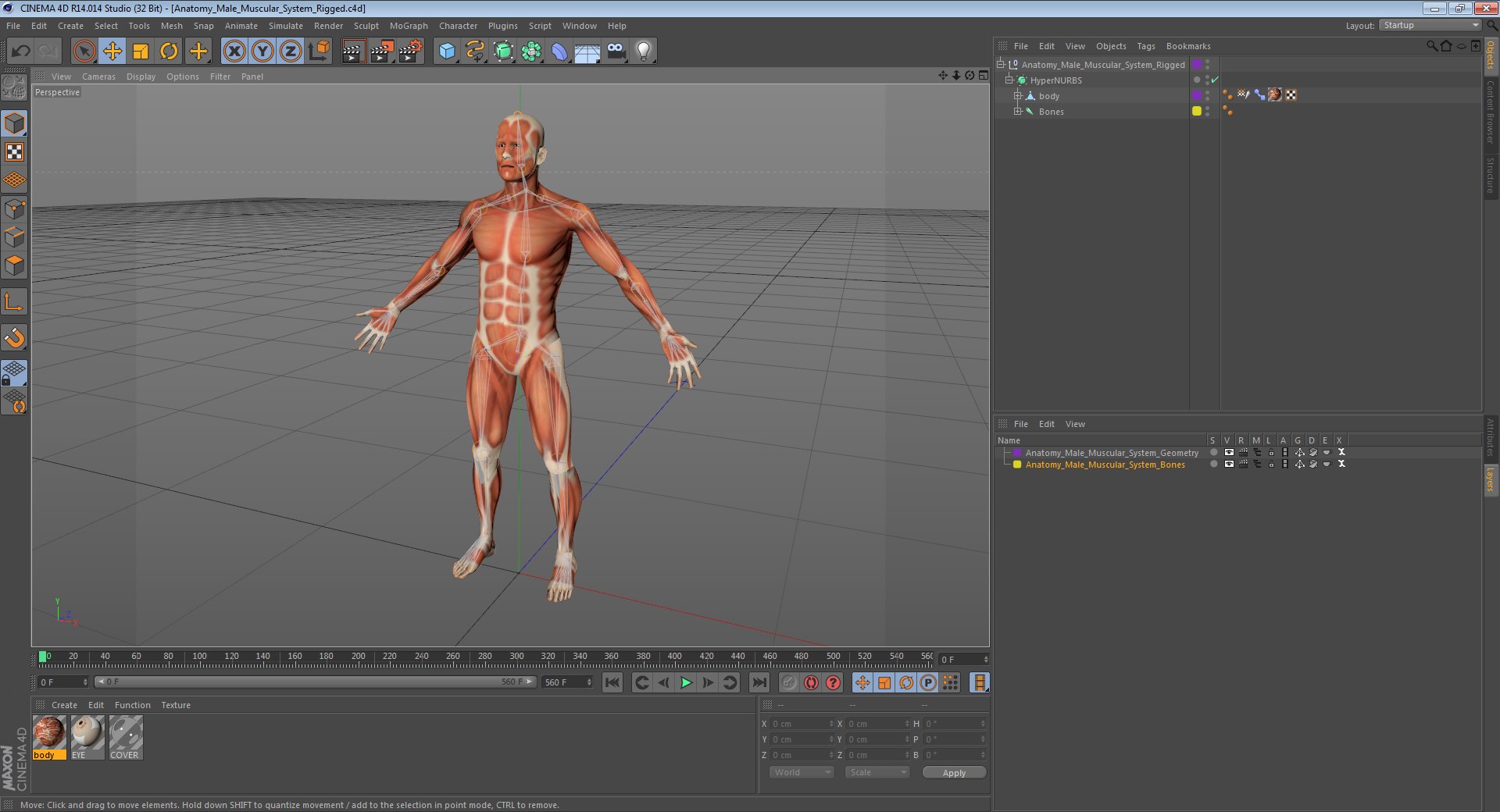 anatomy male muscular rigged model https://p.turbosquid.com/ts-thumb/4M/i52O2d/IYNlmnIG/anatomy_male_muscular_system_rigged_c4d/jpg/1516114939/1920x1080/fit_q87/e8e0a85cc45bec479f25d6b87858c70b1cfe1ea0/anatomy_male_muscular_system_rigged_c4d.jpg