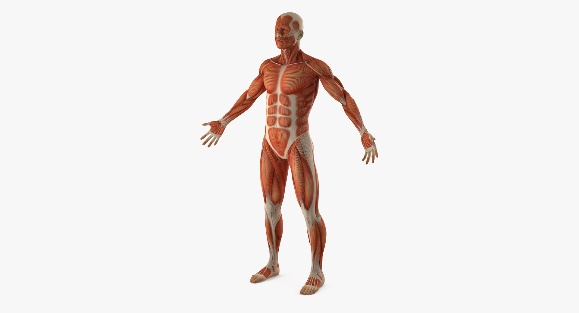 anatomy male muscular rigged model https://p.turbosquid.com/ts-thumb/4M/i52O2d/JmYfyqHu/anatomy_male_muscular_system_rigged_360/jpg/1514037626/1920x1080/turn_fit_q99/387cac0acb1c4fc955df169283392522ff7ae2ec/anatomy_male_muscular_system_rigged_360-1.jpg