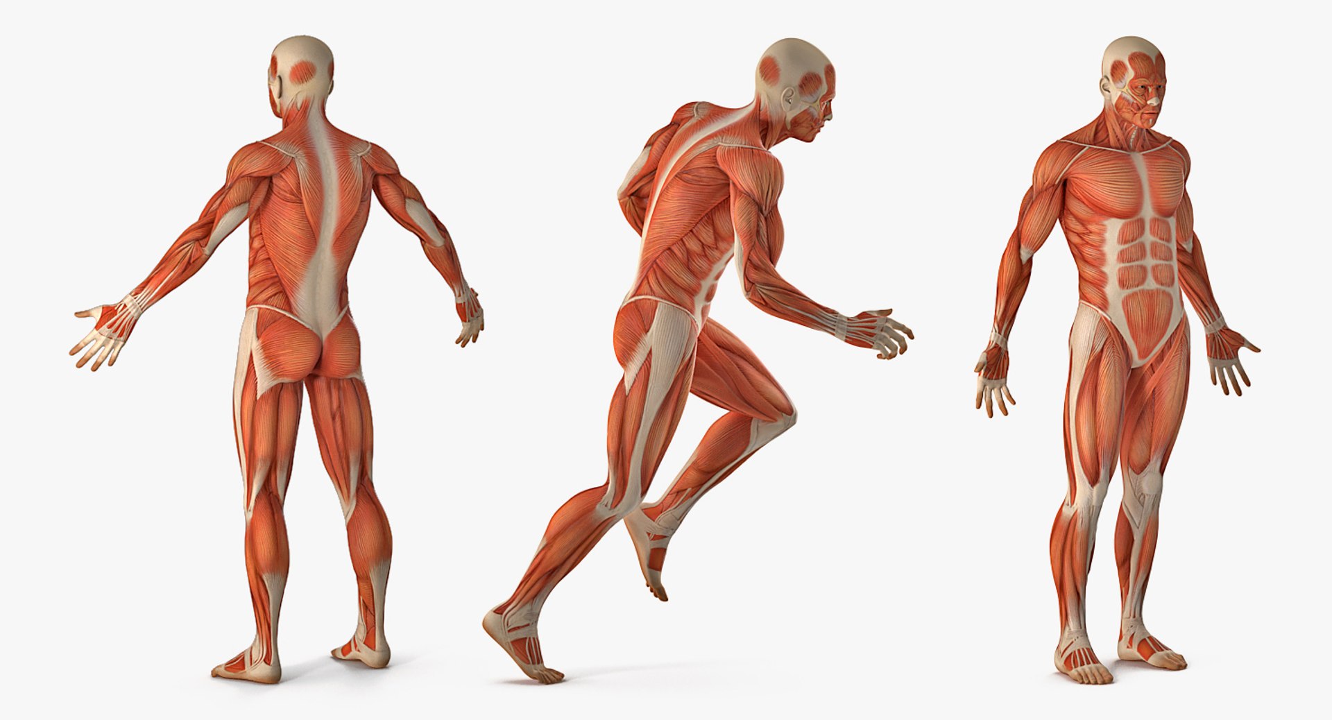 Anatomy Male Muscular System Rigged for Cinema 4D 3D model preview