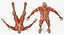 Anatomía del sistema muscular masculino masculino para cine 4D